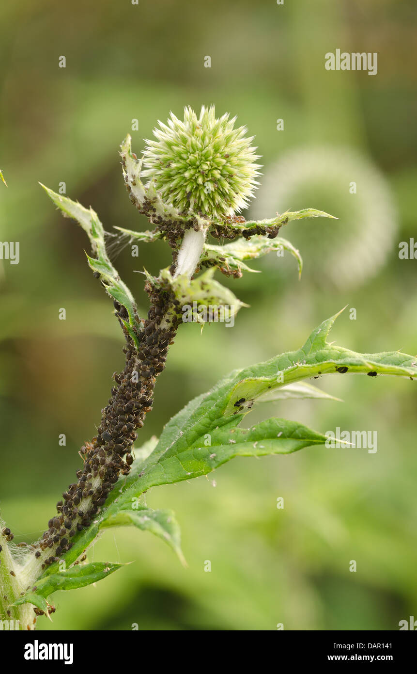 Schwarze Blattläuse saugen Saft von Pflanzen, Pest Hemiptera am Globe  Thistle Echinops wird bewirtschaftet von Ameisen für süßen Honig angebaut  Stockfotografie - Alamy