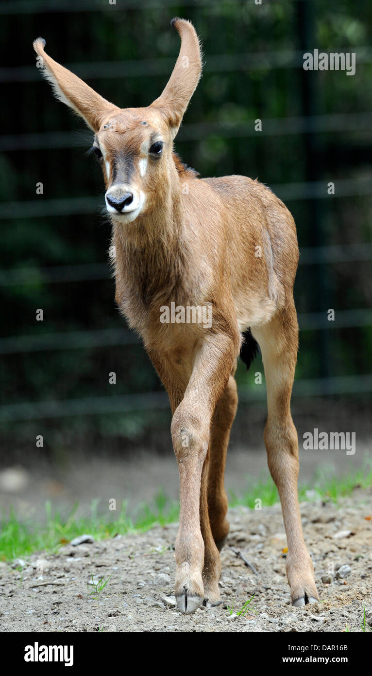 Vier Wochen alte Pferdeantilope "Larissa" untersucht das Außengehege im Zoo in Hannover, Deutschland, 8. September 2011. Riesigen Ohren, Schnauze schwarze Augen mit langen Wimpern, eine dunkle Brücke der Nase und ein weißes mit feinen dunklen Streifen an den Seiten macht die junge Tiere aussehen sein Lächeln auf den Lippen. Erwachsenen Roan Antilopen ca. 16-18 kg wiegen, sind rund 150 Zentimeter hoch, um 2 Stockfoto