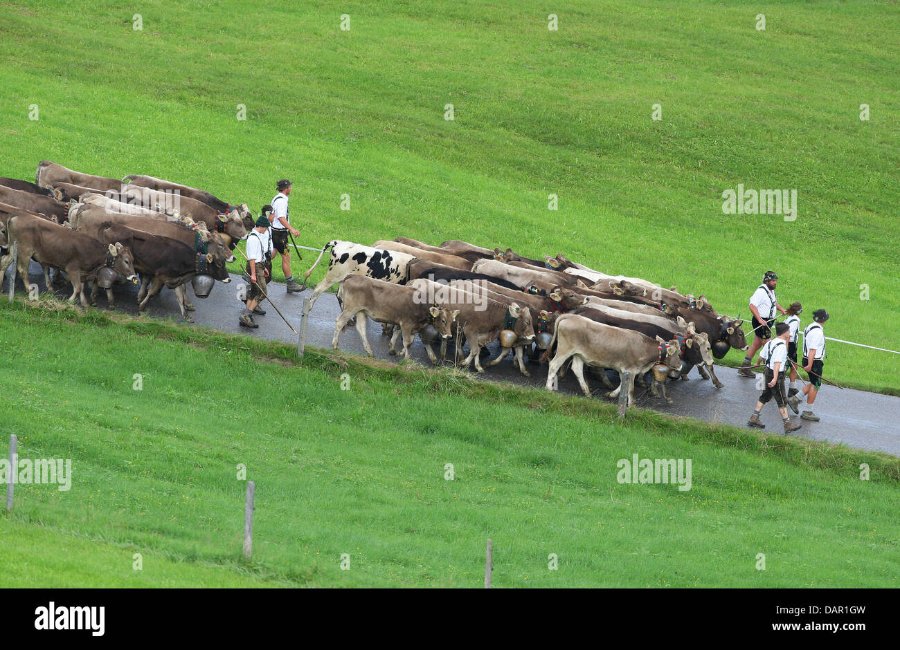 Alp Bauern treiben ihr Vieh ins Tal während der Viehscheid-Almabtrieb in Oberstaufen, Deutschland, 9. September 2011. Während die Viehscheid-Almabtrieb werden Tausende von Kühen aus den Bergen ins Tal getrieben. Foto: KARL-JOSEF HILDEBRAND Stockfoto