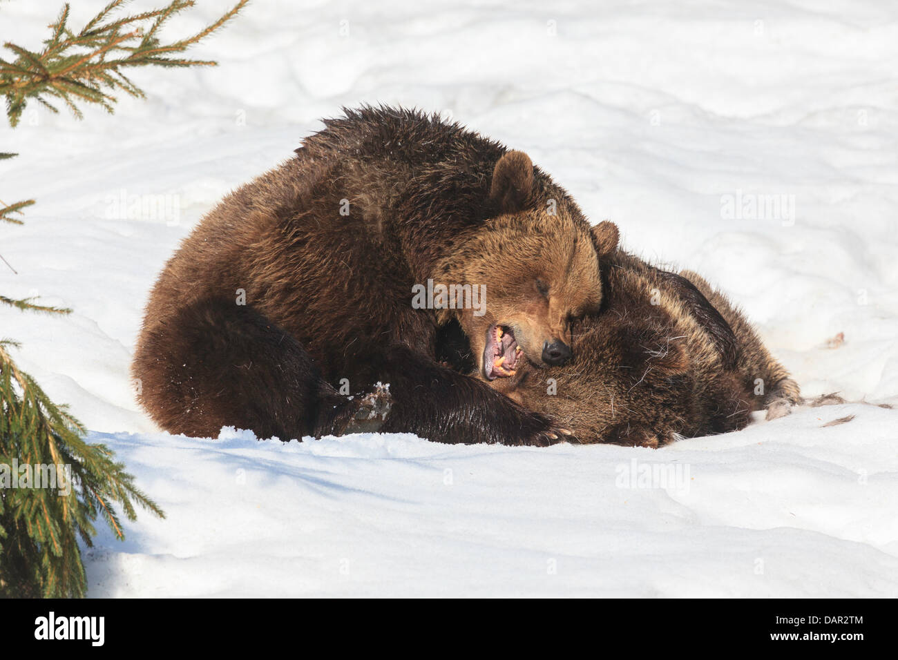 Braunbär Jungen spielen kämpfen im Schnee in den Nationalpark Bayerischer Stockfoto