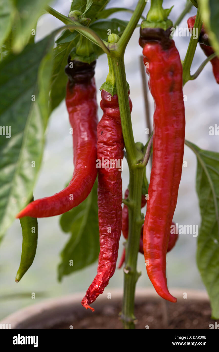 Rote Cayenne Pfeffer wächst in einem Topf Capsicum annuum Stockfoto