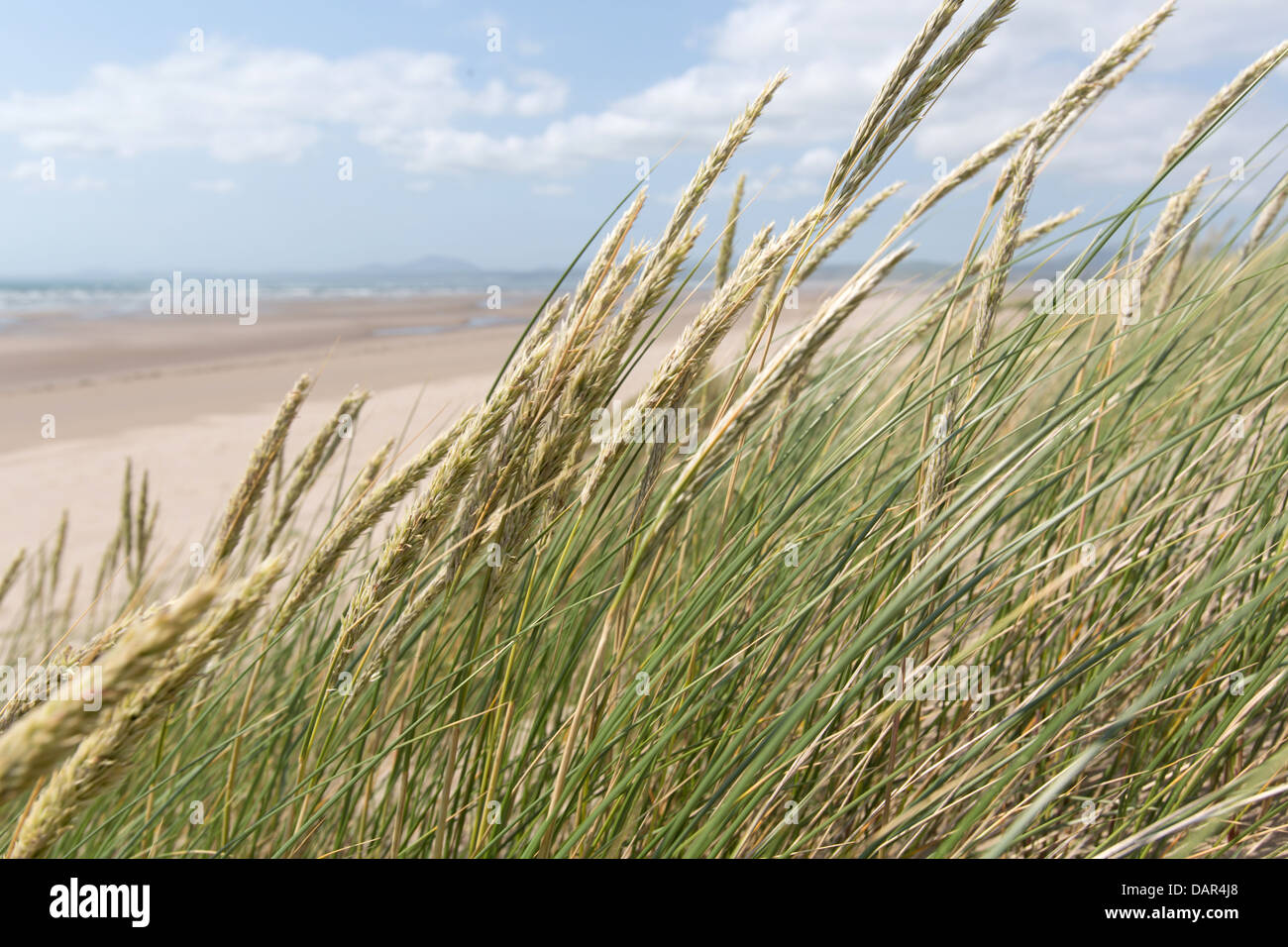 Stadt von Harlech, Wales. Malerische Nahaufnahme Dünengebieten Gras in den Dünen im nördlichen Teil von Harlech Beach. Stockfoto