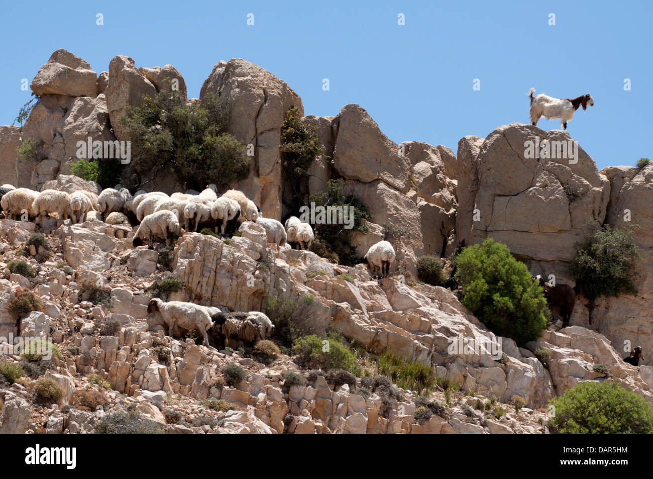 Schafe und Ziegen, die zwischen Felsenweiden grasen, Jordanien Stockfoto