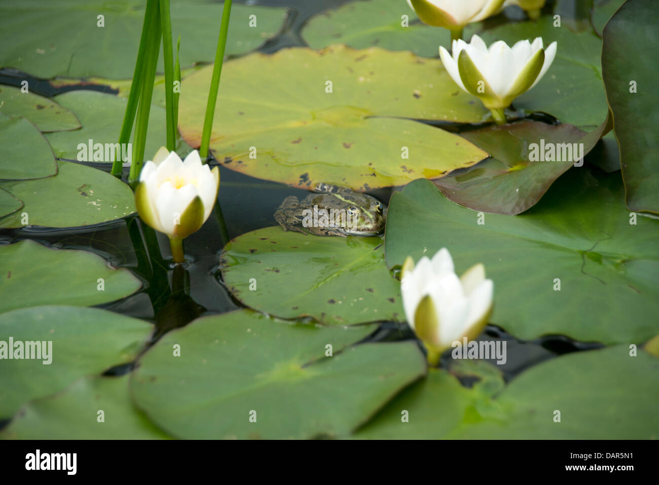 Grüner Frosch zwischen drei weiße Seerosen schwimmend in einem Teich inmitten grüner Seerosen. Stockfoto