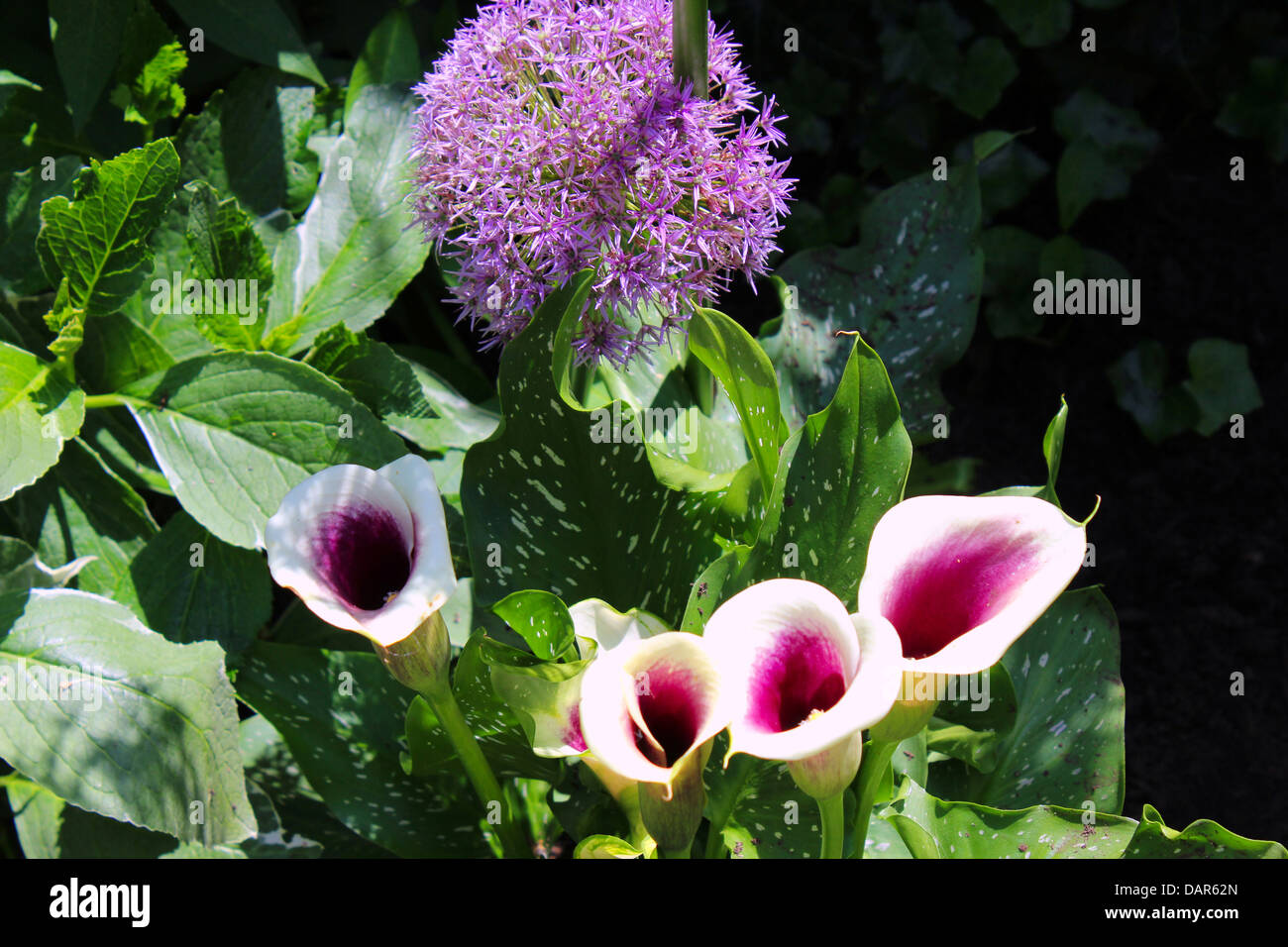 Der Globus Distel Blume kommt in lila und weiß. Die Calla Lilie ist eine mehrjährige Pflanze und wird auch Arum Lilie genannt. Stockfoto
