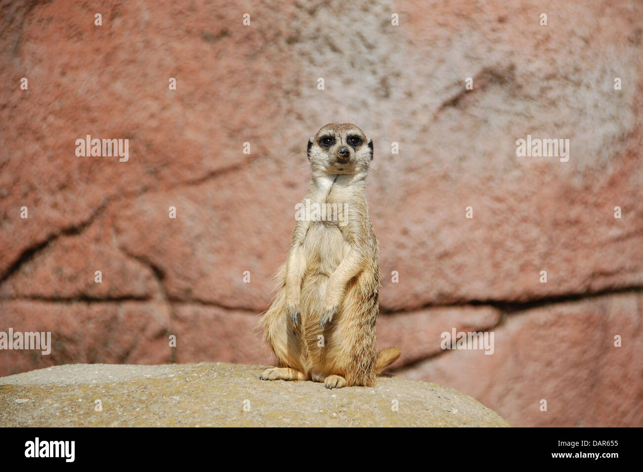 Erdmännchen, die im südlichen Afrika beheimatet sind, sind kleine, soziale Tiere, die für ihre aufrechte Haltung und ihr kooperatives Verhalten bekannt sind. Diese Lebewesen sind weltweit in Zoos zu finden, wo Besucher ihre komplexen sozialen Strukturen und ihr Verhalten in Gefangenschaft beobachten können. Stockfoto