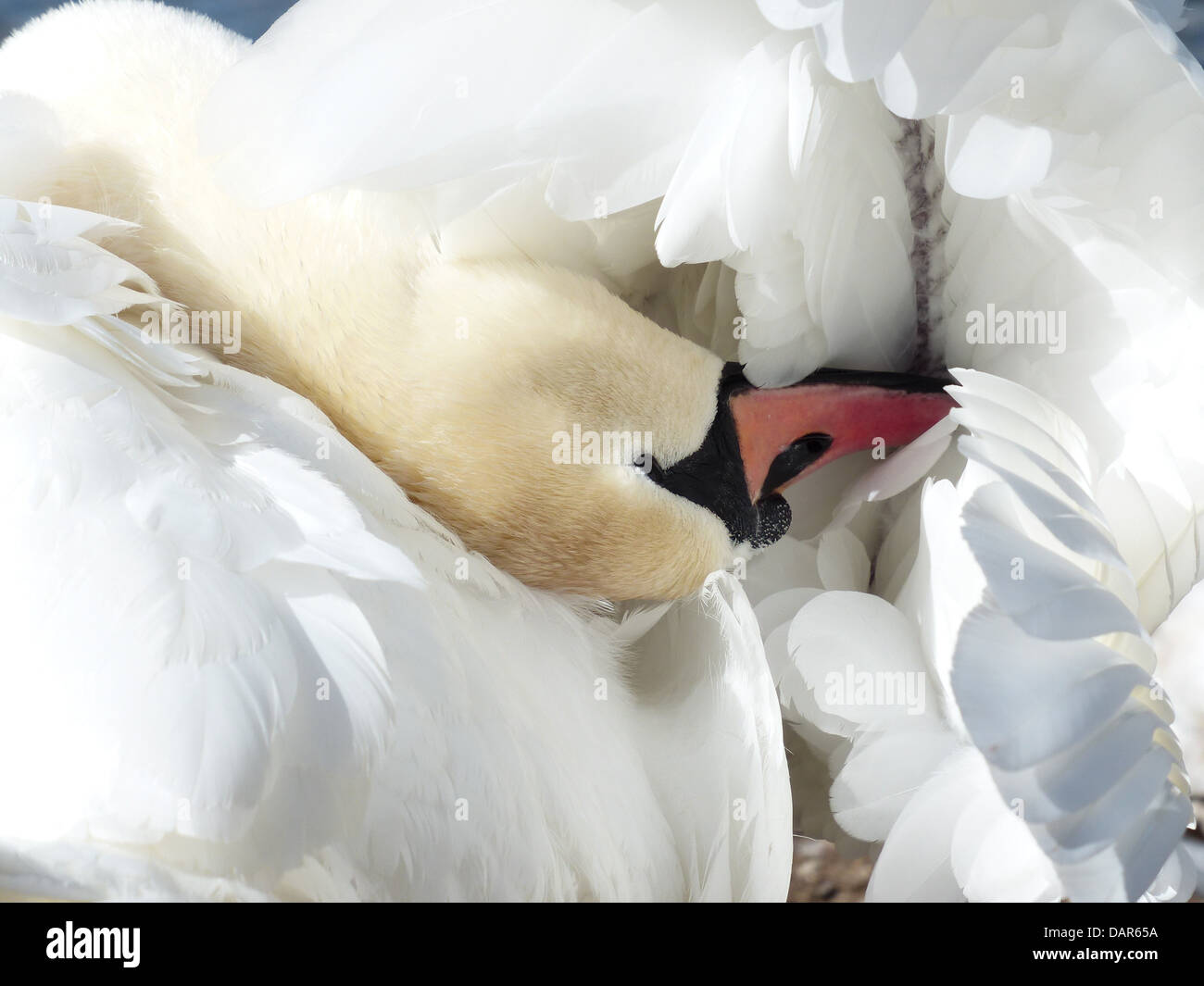 Mute Swan Schwan sauber Vogel schwimmen Tier Cygnus olor Stockfoto