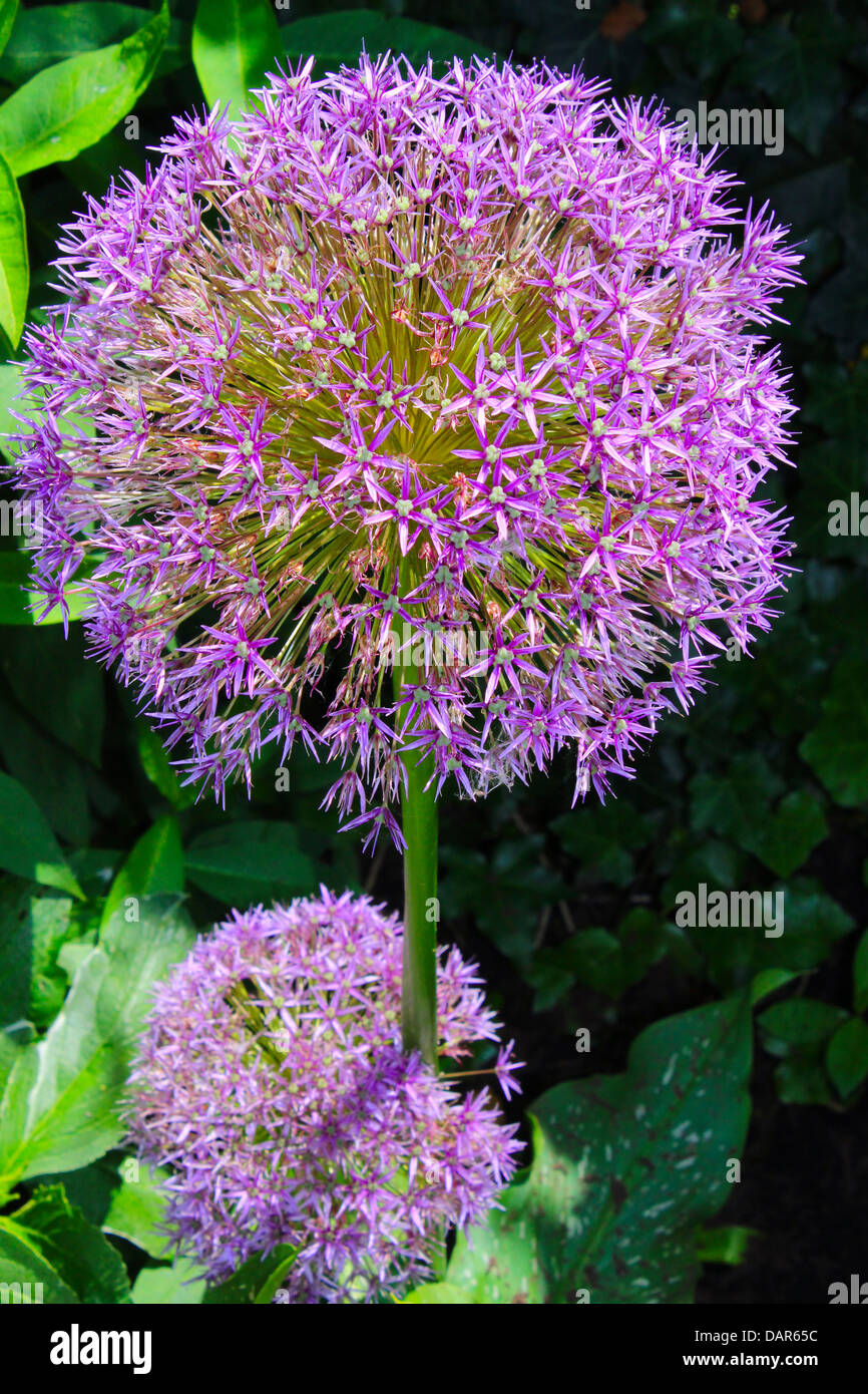 Globe Distel Blumen kommen in weiß oder violett und ist eine mehrjährige Pflanze. Stockfoto