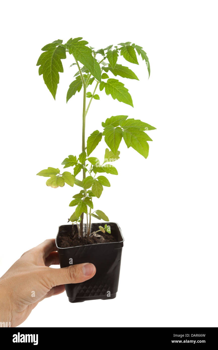 Sämling Tomatenpflanze mit weißem Hintergrund Stockfoto