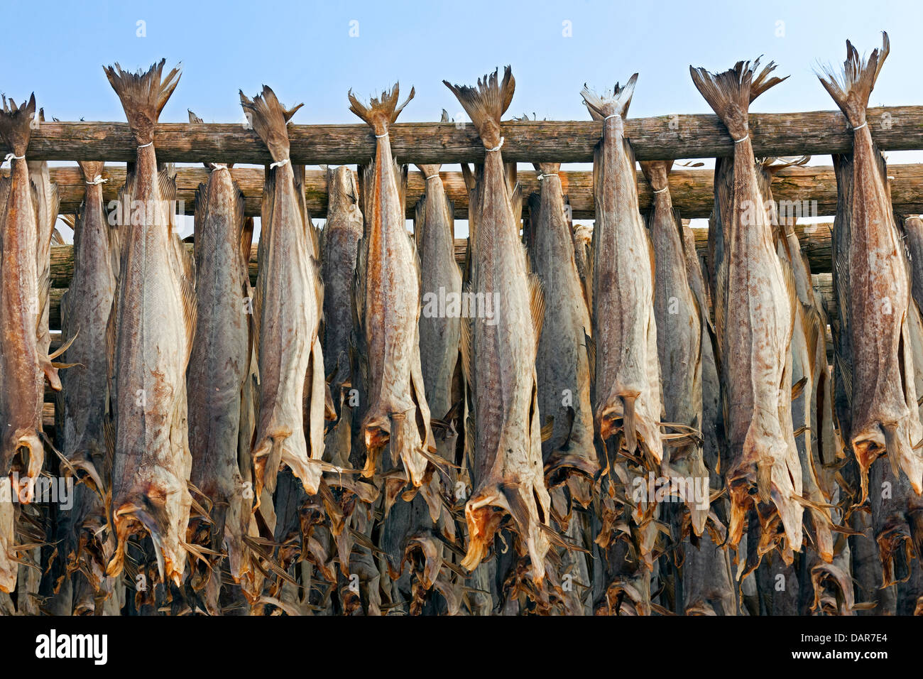 Atlantischer Kabeljau (Gadus Morrhua) trocknen als Stockfisch auf ...