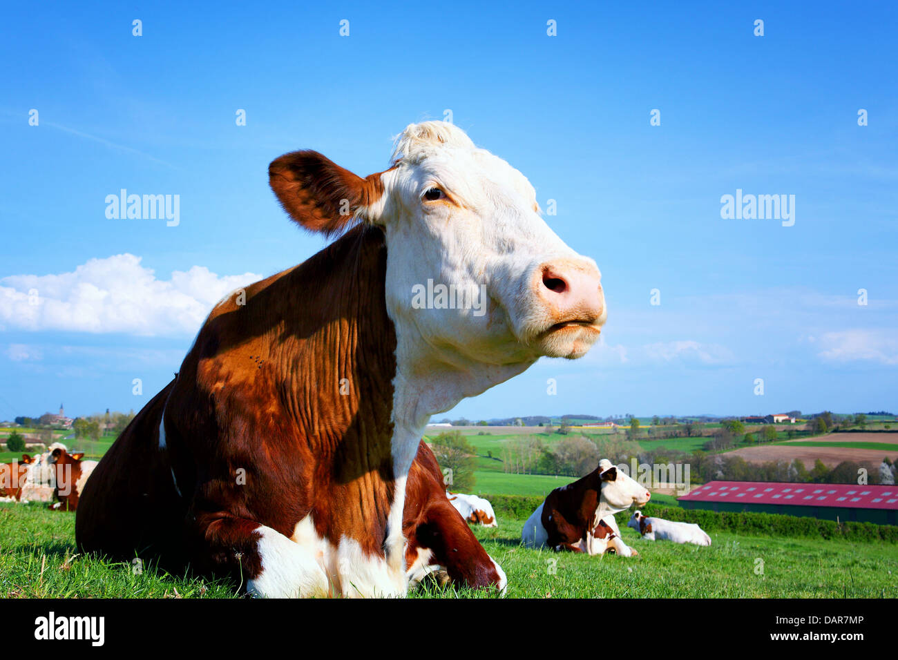 Kühe auf einer grünen Sommerwiese am sonnigen Tag Stockfoto