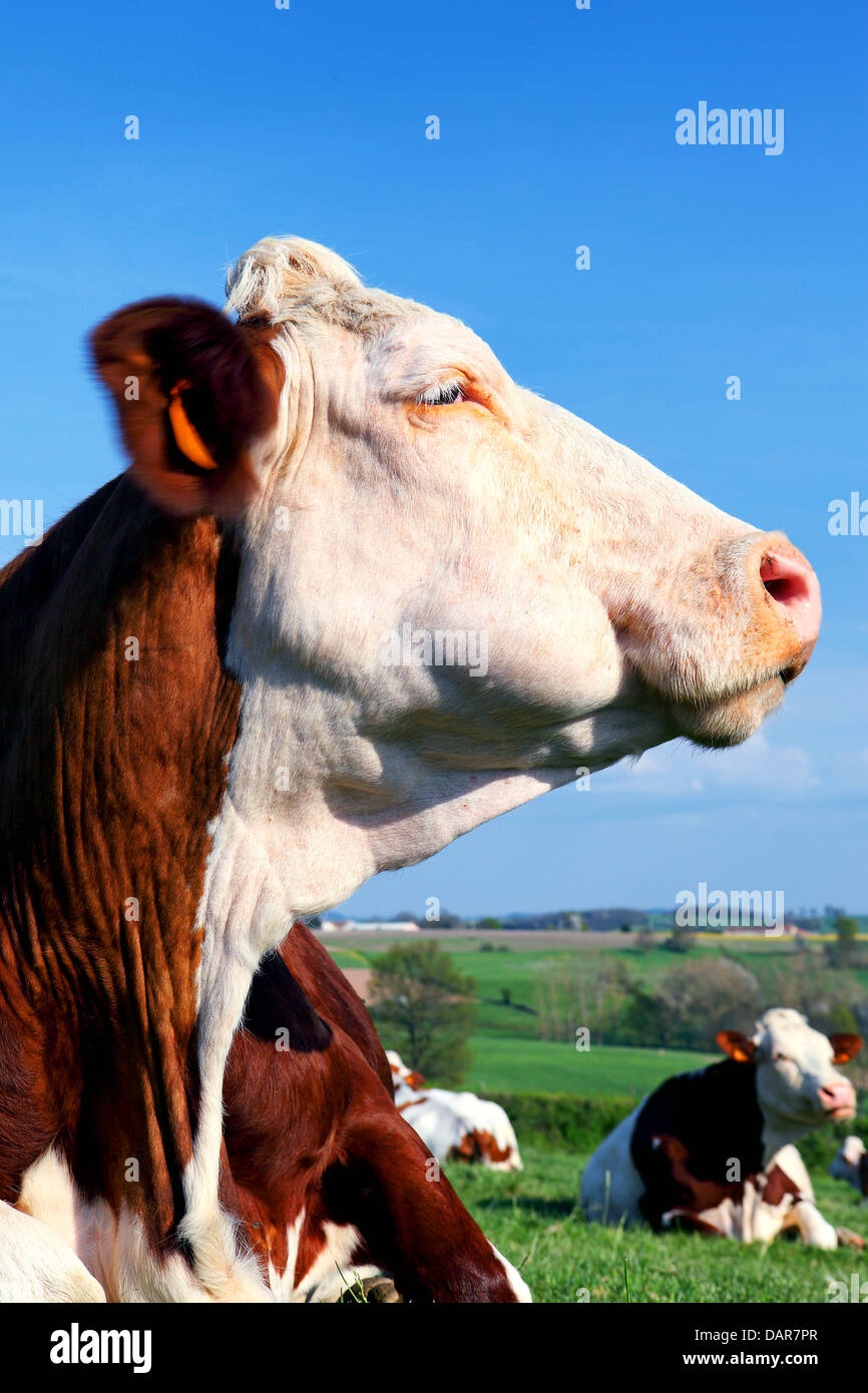 Porträt der Kuh auf einer grünen Sommerwiese am sonnigen Tag Stockfoto