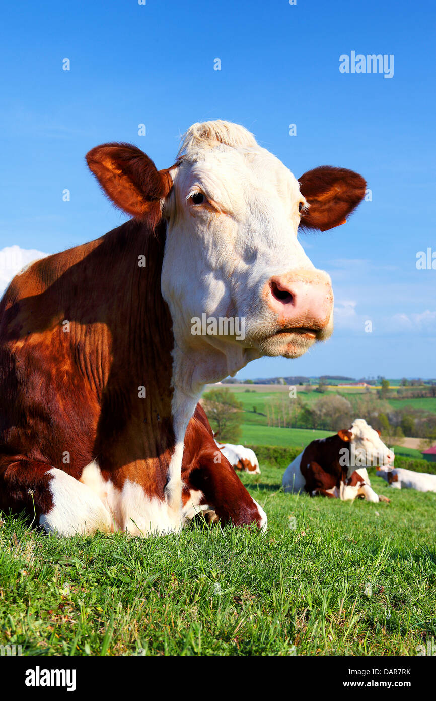Porträt der Kuh auf der grünen Wiese am sonnigen Tag Stockfoto