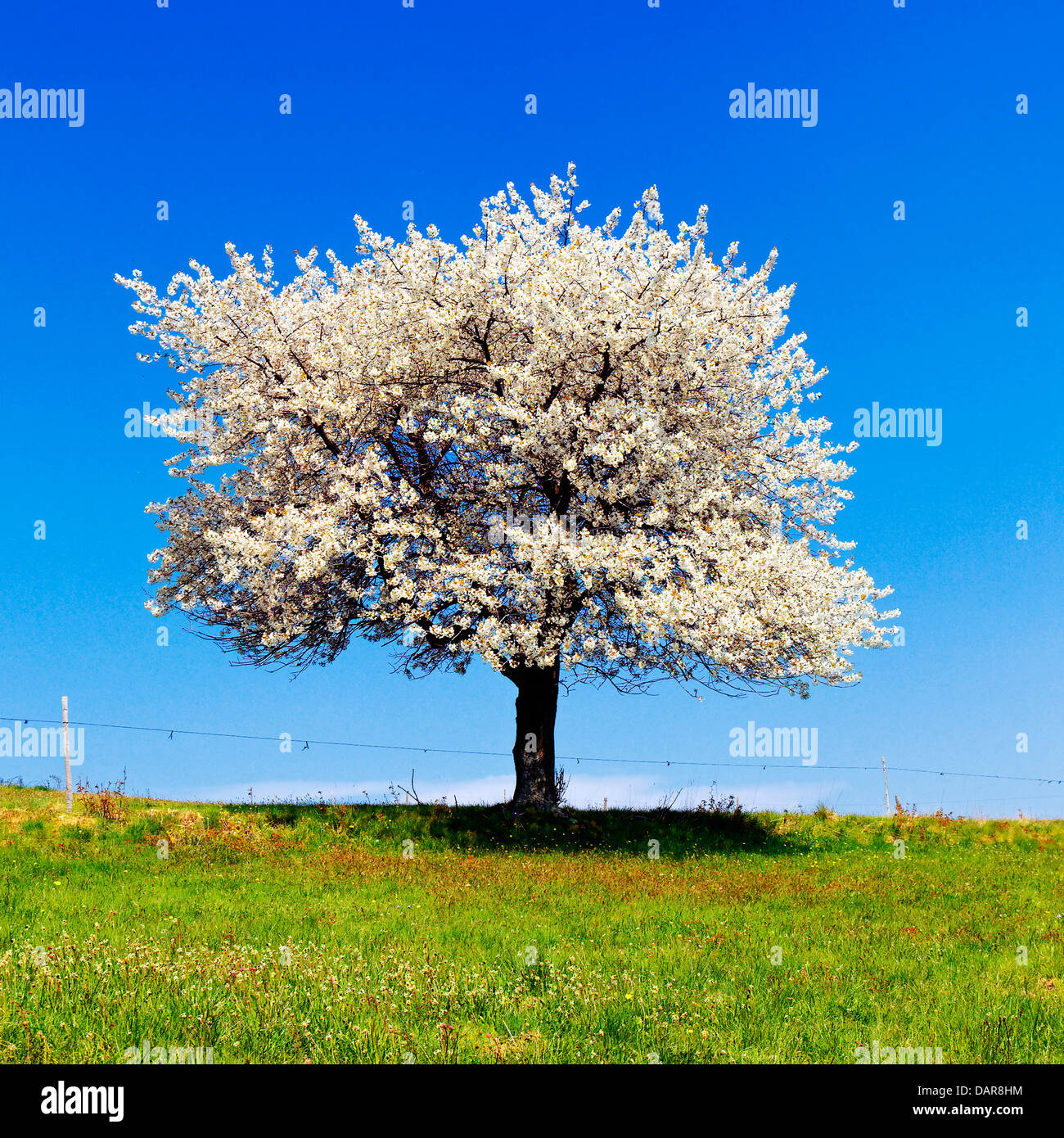 Blühender Baum im Frühjahr mit weißen Blüten Stockfotografie Alamy