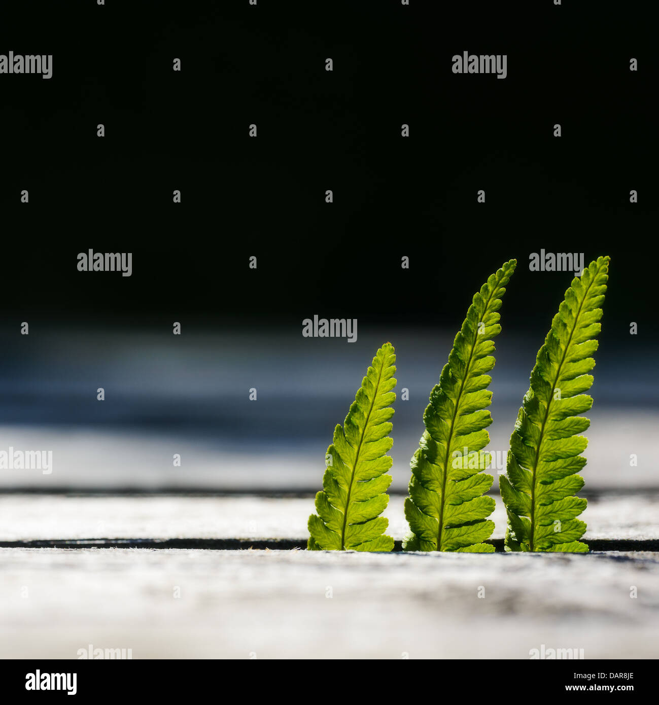 Drei Farn (Pteridophyta) verlässt, Henån, Bohuslän, Schweden Stockfoto