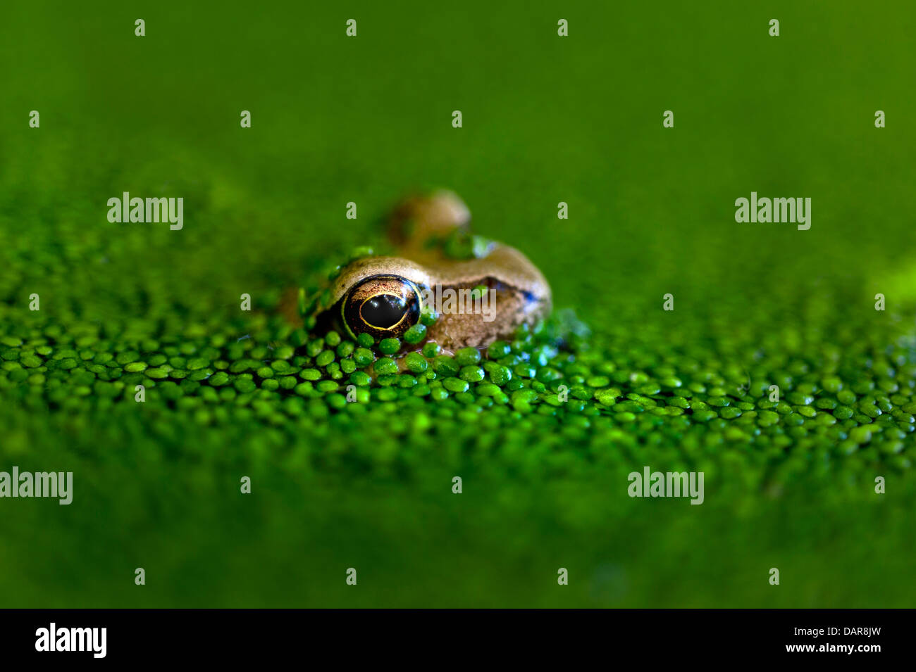 Der Grasfrosch (Rana Temporaria) in seinem heimischen Teich Lebensraum im späten Nachmittag Sonne umgeben von lebenserhaltenden Teich Unkraut Stockfoto