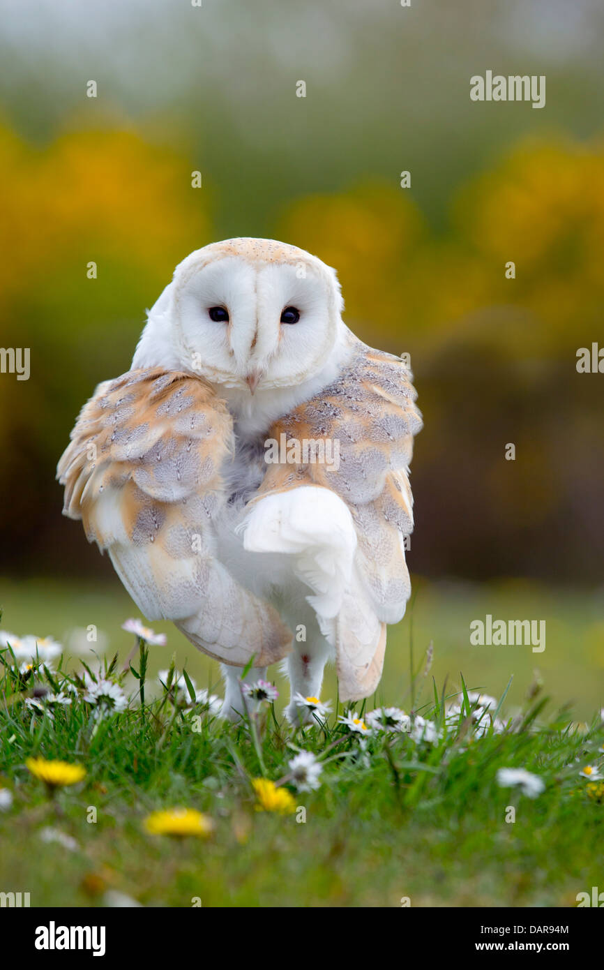 Schleiereule; Tyto Alba; Putzen; UK Stockfoto