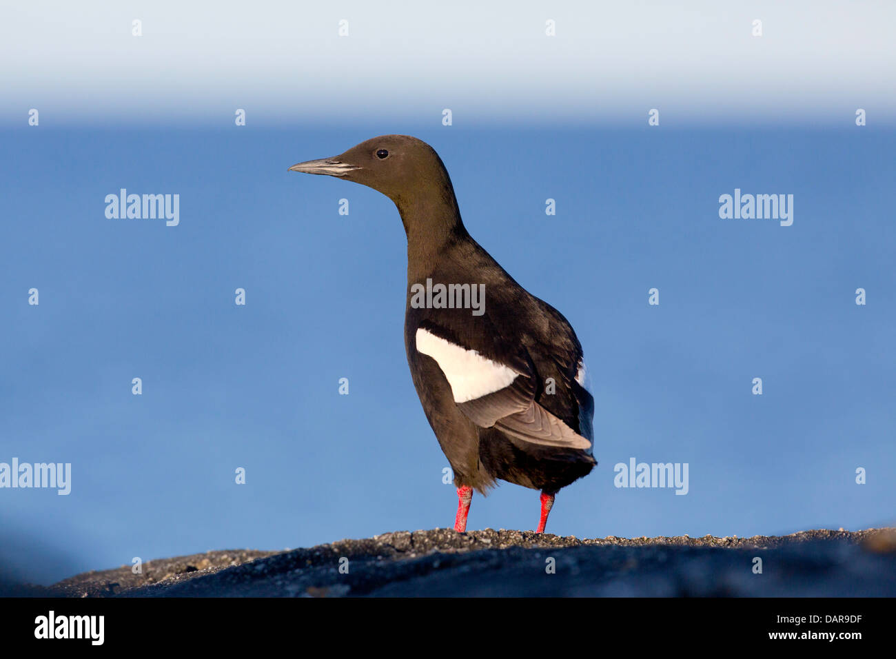 Schwarzen Guillemot; Cepphus Grylle; Shetland; UK Stockfoto