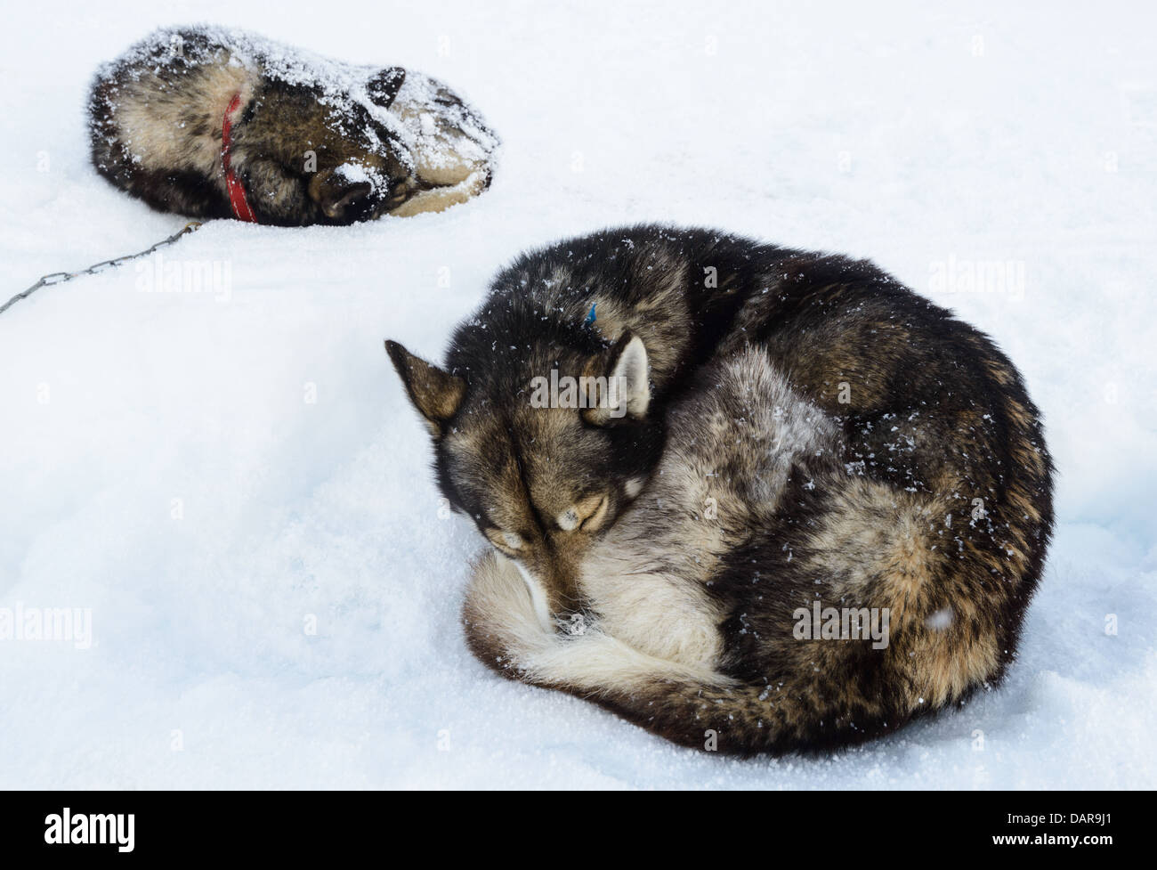 Zwei Siberian Huskies im Schnee, Schweden Stockfoto