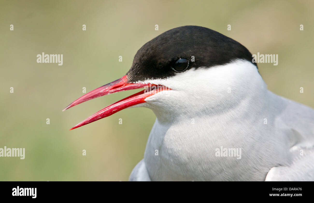 Nahaufnahme von einem Tern auf den Farne Islands genommen Stockfoto