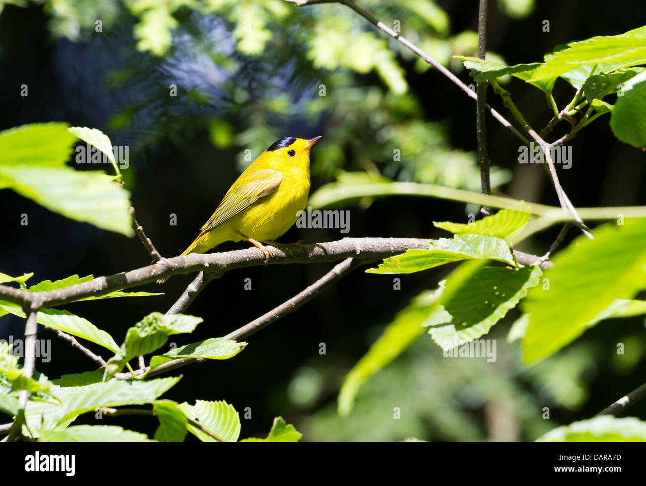 Wilson's Warbler, ein gelber Vogel Stockfoto