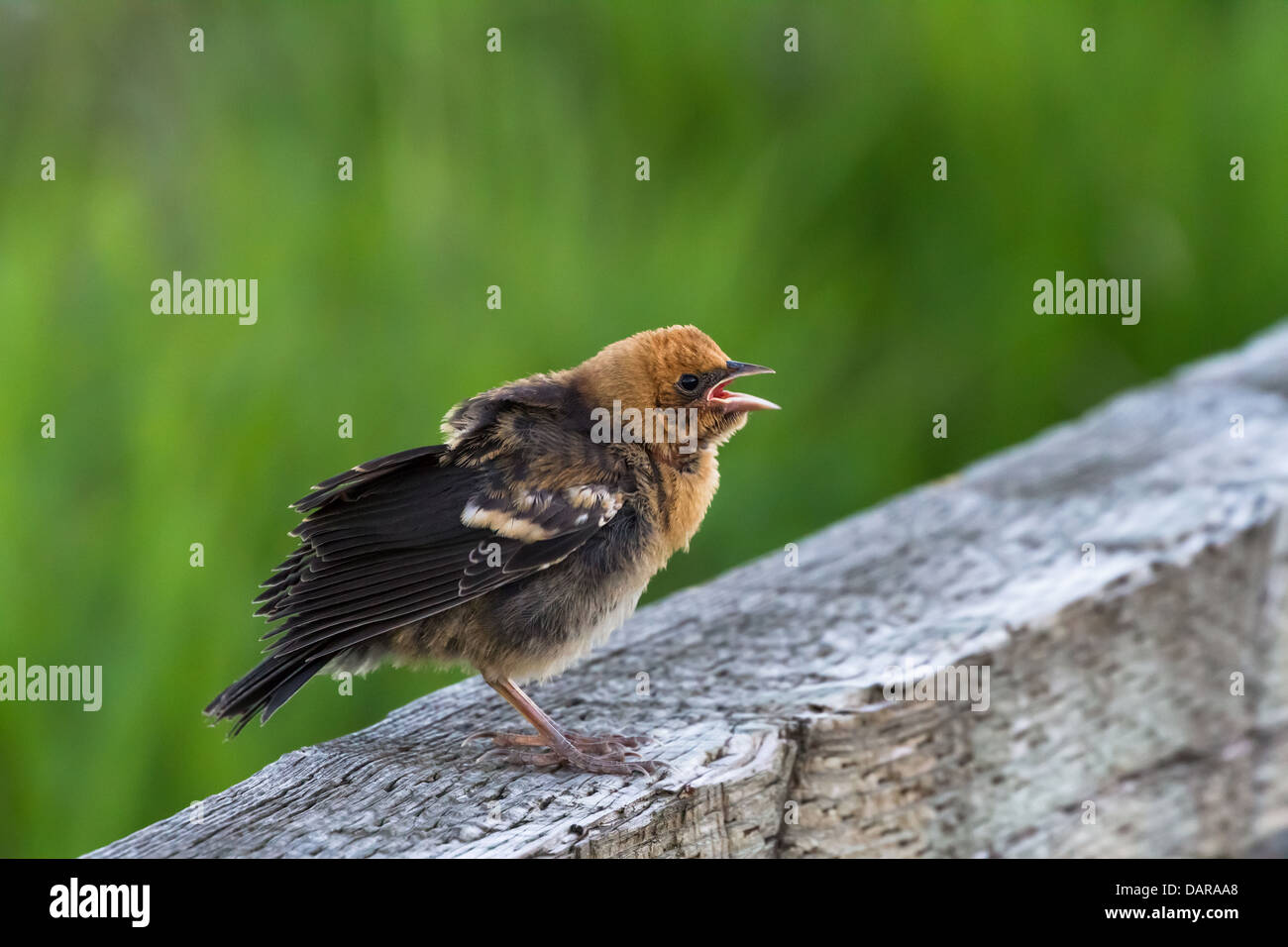 gelbe Leitung Amsel, Jungvogel Stockfoto