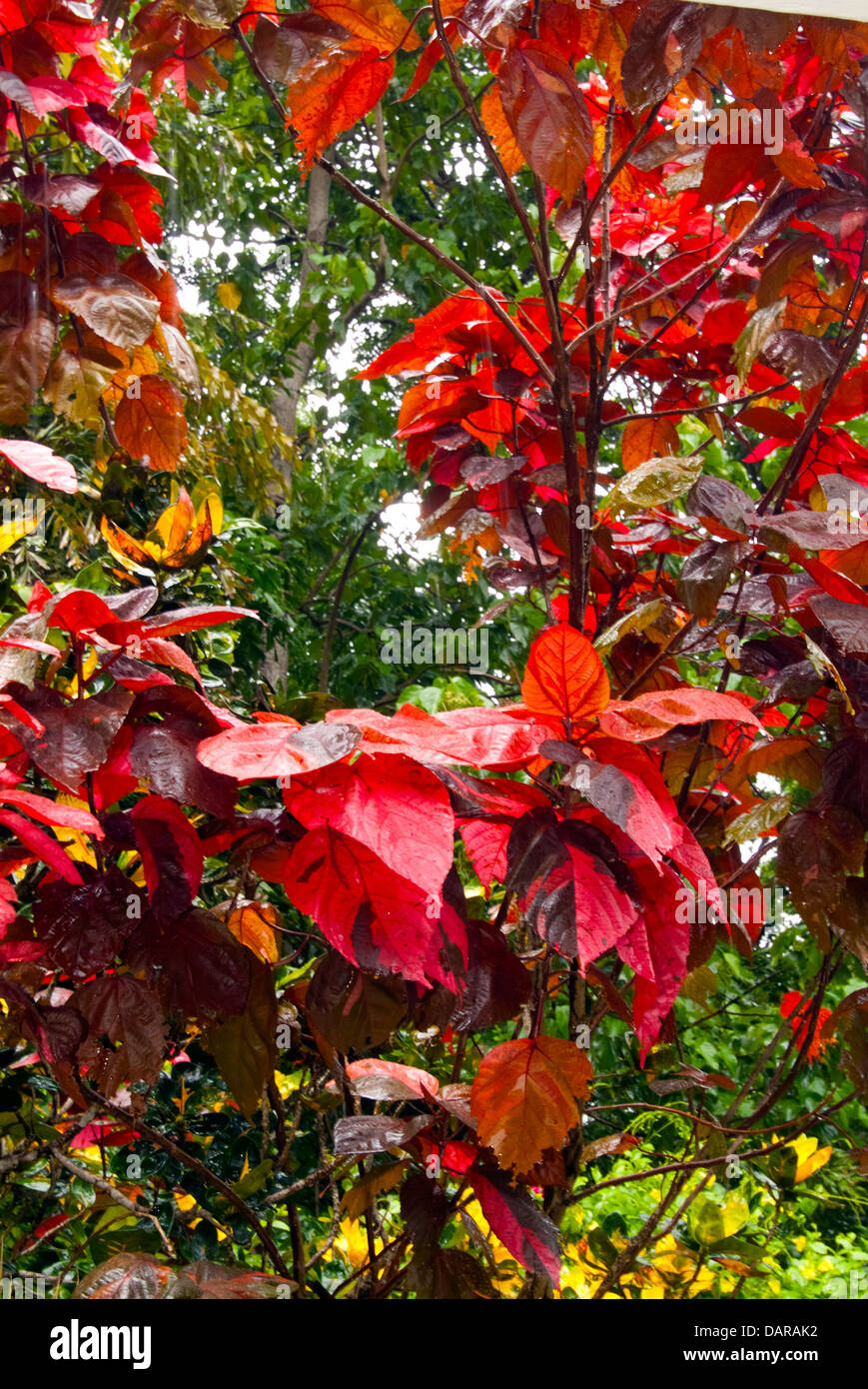 Rote Blätter auf grünem Hintergrund Stockfoto