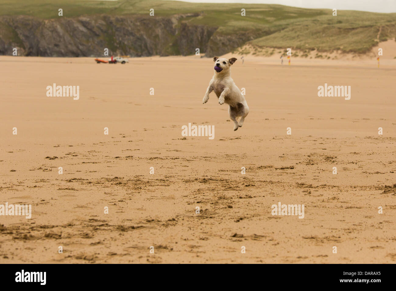 Hund am Strand in Cornwall spielen Stockfoto