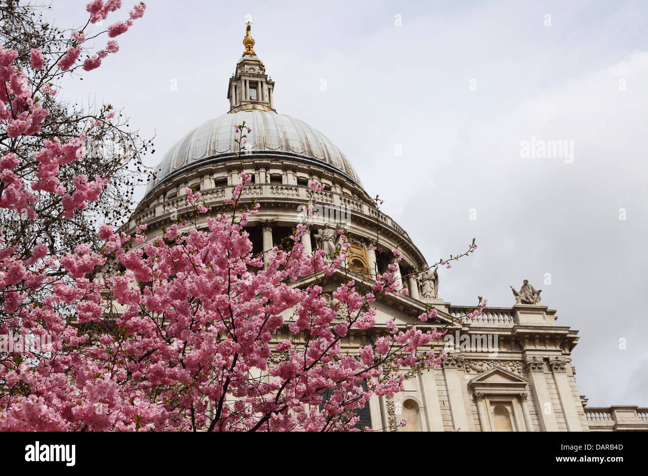 Kirschblüte auf einem Baum in der Nähe von St. Pauls Cathedral in London, England. Stockfoto