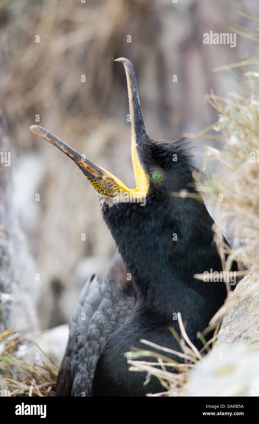 Shag sitzt auf seinem Nest auf den Farne Islands Stockfoto
