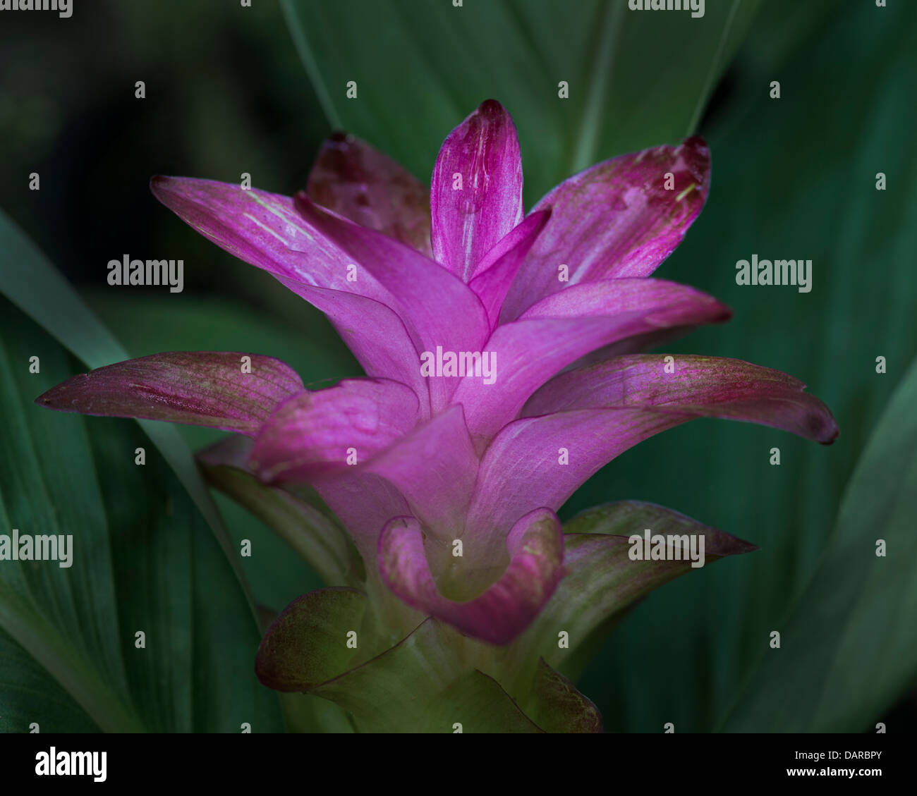 Ingwer Pflanze Stockfotos und bilder Kaufen Alamy