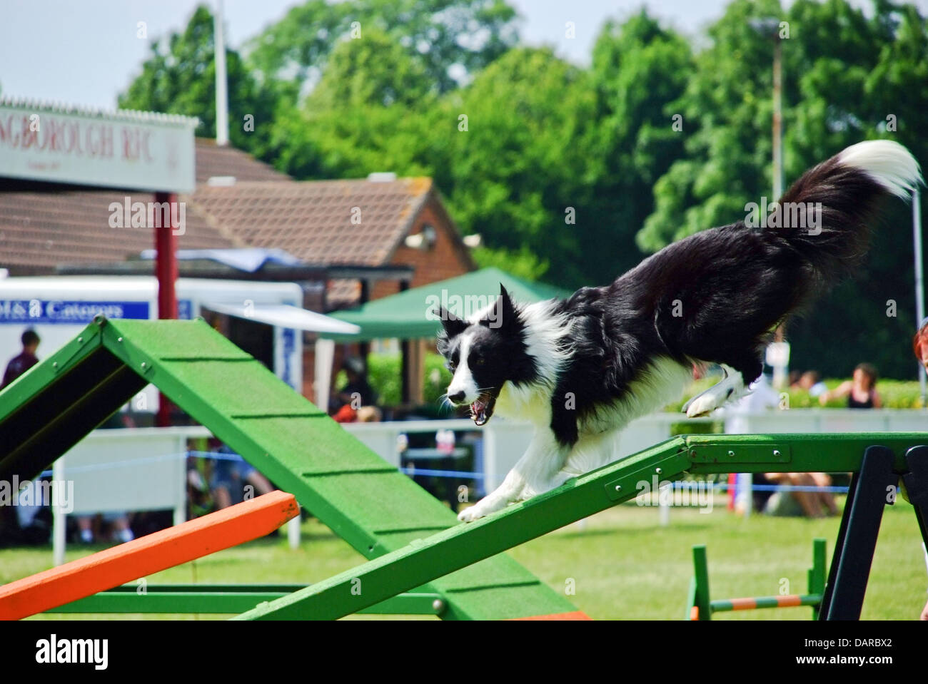 Border-Collie Hund Agility Hundeausstellung gehen Stockfoto