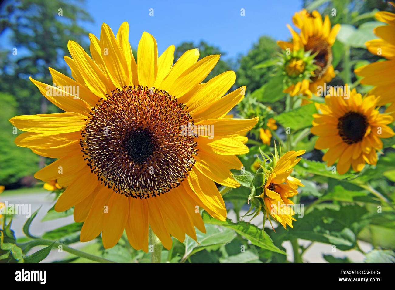 Ein Stand von goldenen Sonnenblumen im Garten. Stockfoto