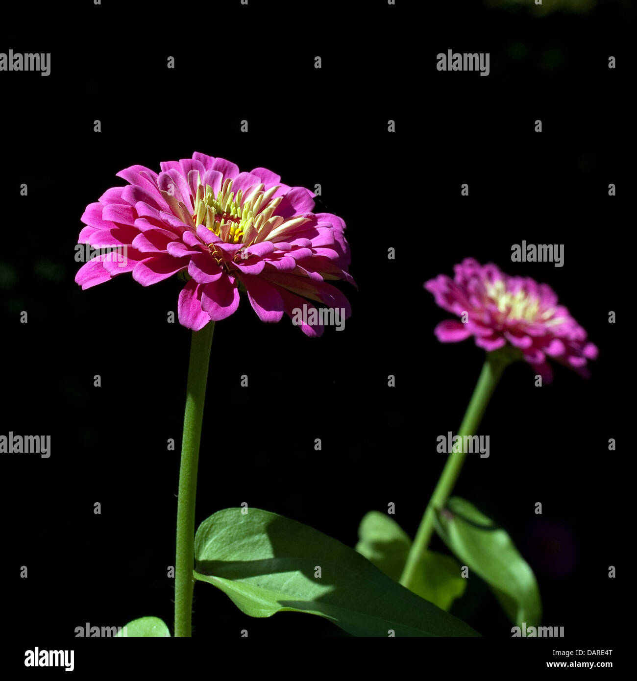 Zwei Fuchsia pink Zinnie Blumen vor einem schwarzen Hintergrund. Stockfoto