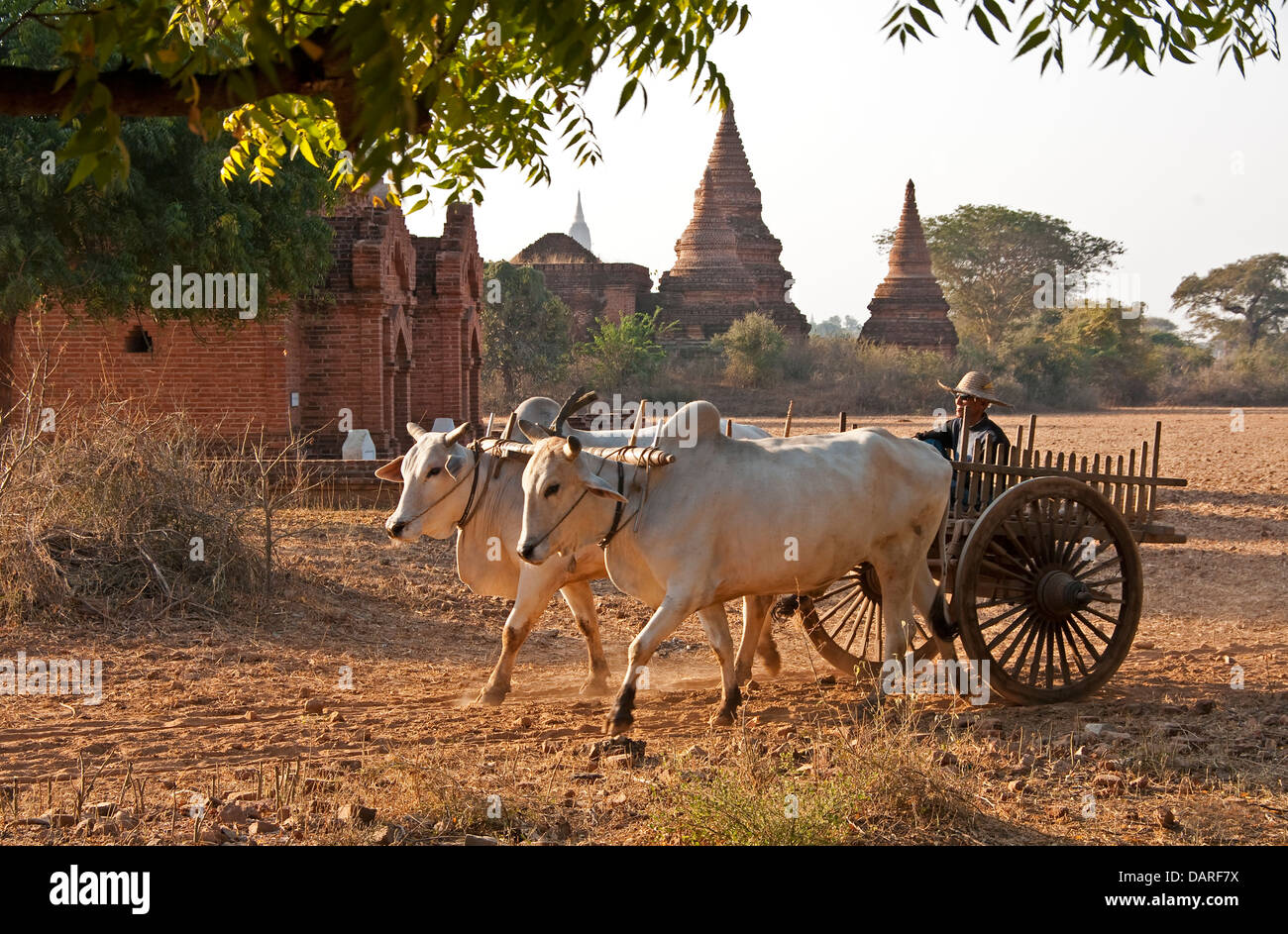 Ochsenkarren und Tempel in Bagan Plain von Myanmar. Stockfoto