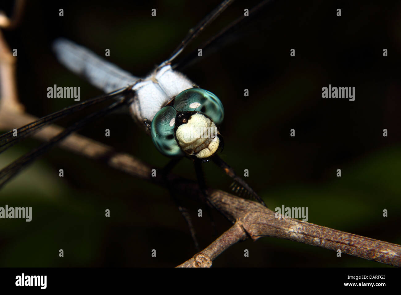 Eine blaue Libelle mit Juwel wie Facettenaugen ruht auf einem Ast. Stockfoto