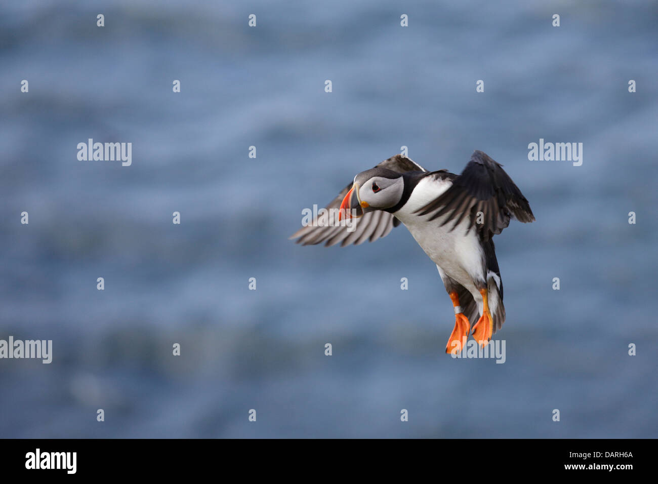 Fliegendes Wasser aus Papageitaucher Stockfoto