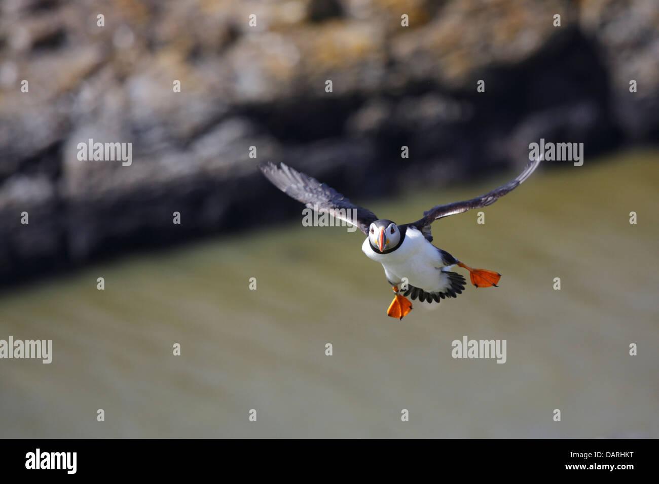 Papageientaucher fliegen Stockfoto