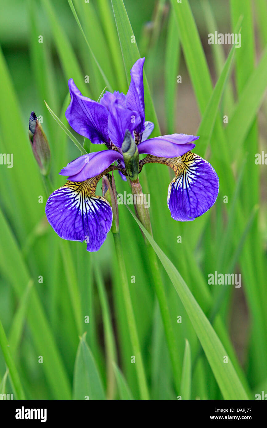 Iris Stockfoto