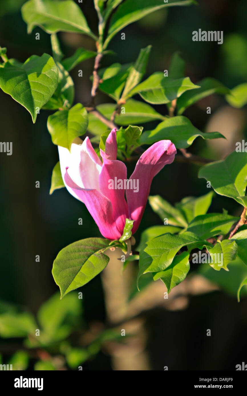 Mulan Magnolie, Tulpen-Magnolie oder Lily Magnolie (Magnolia Liliiflora) Stockfoto