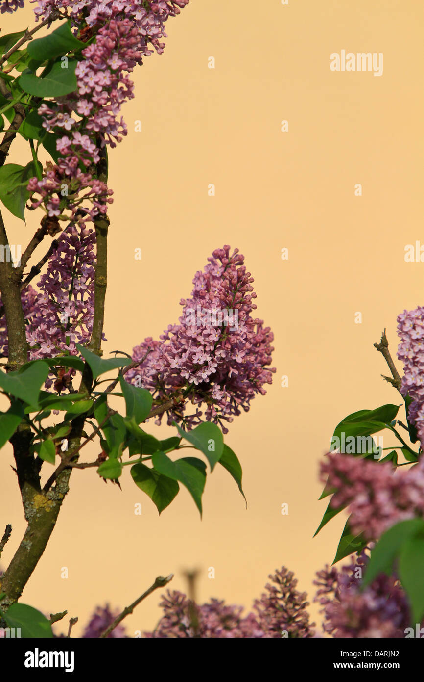 Flieder (Syringa) Stockfoto