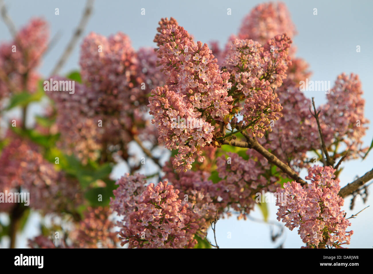Flieder (Syringa) Stockfoto