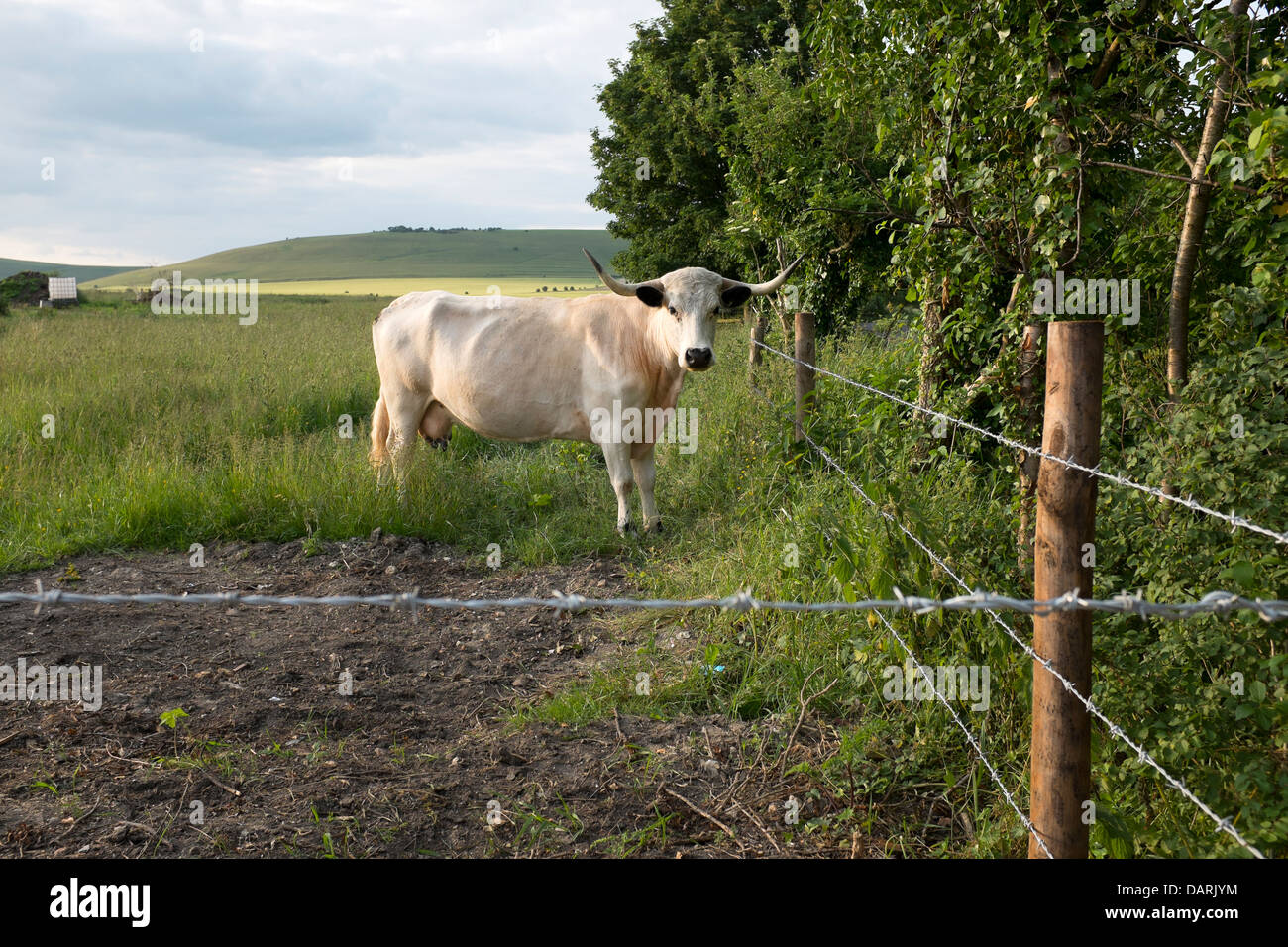 Lange Hornvieh Stockfoto