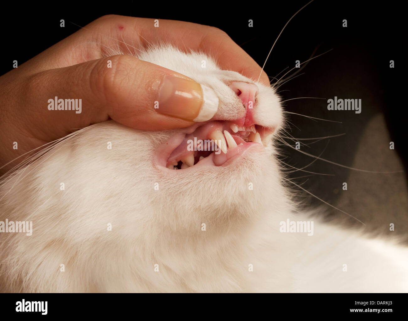 Katze die Zähne Stockfoto