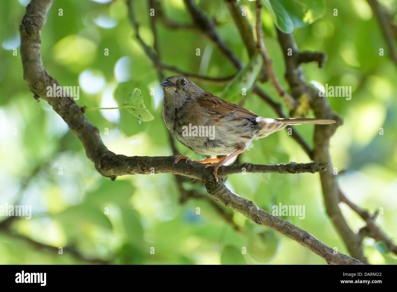 Heckenbraunelle in Birnbaum Stockfoto