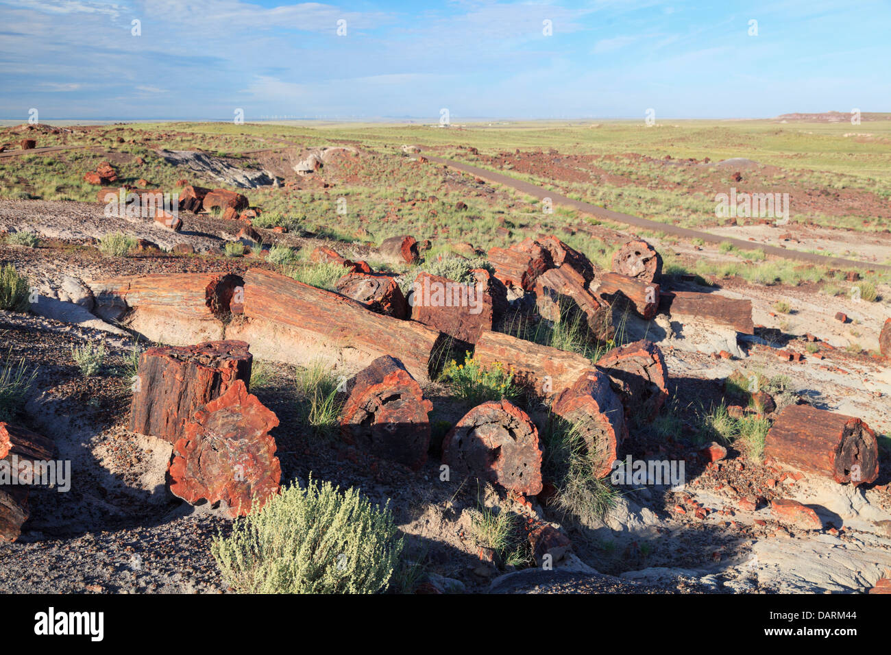 USA, Arizona, Holbrook, Petrified Forest Nationalpark, versteinerte Holz auf Long Logs Trail Stockfoto