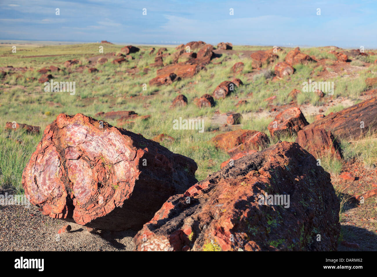 USA, Arizona, Holbrook, Petrified Forest Nationalpark, versteinerte Holz auf Long Logs Trail Stockfoto