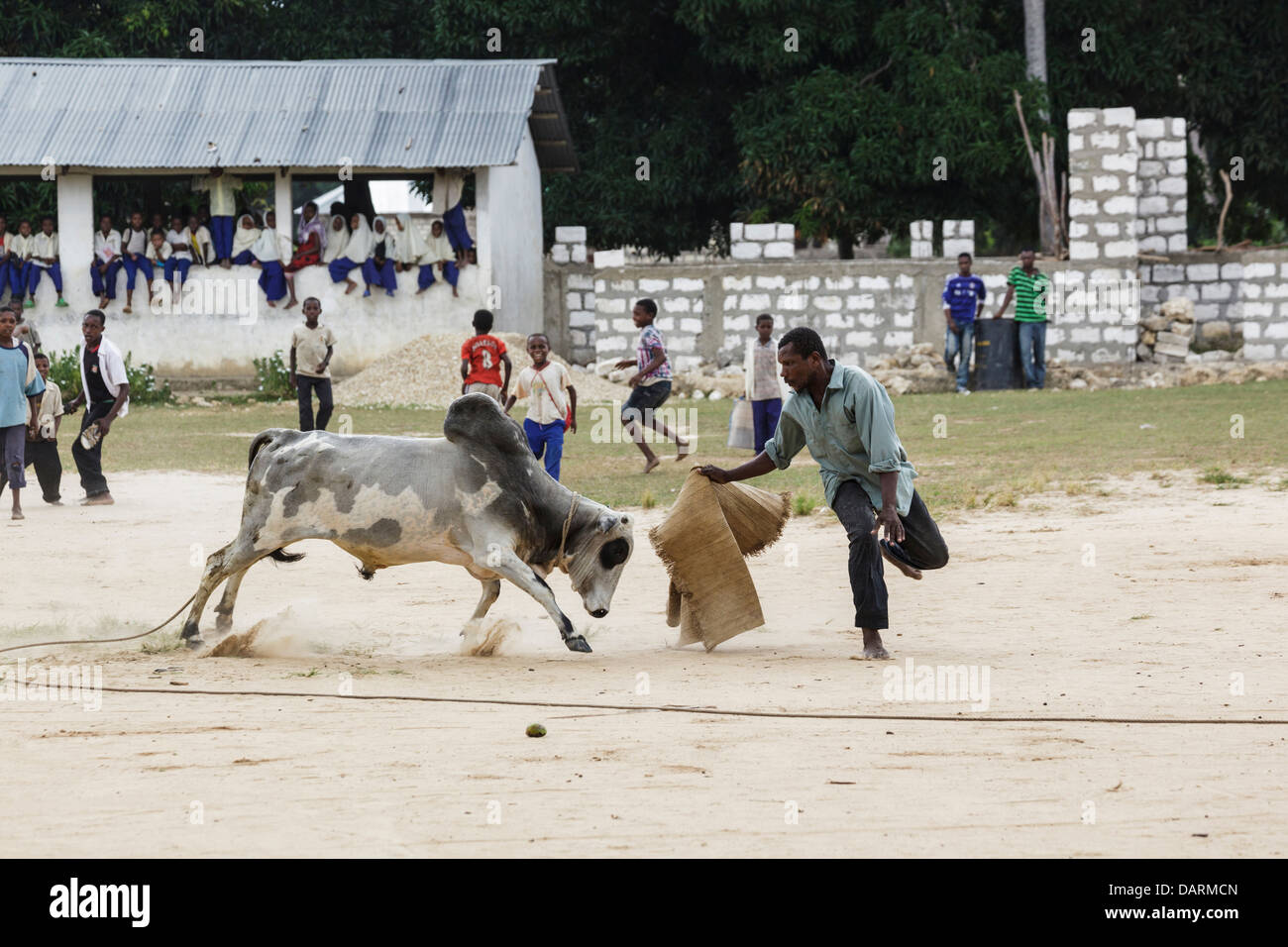 Afrika, Tansania, Sansibar, Pemba Island. Bucklig Bull Stierkämpfer aufladen, wie Schülerinnen und Schüler auf. Stockfoto
