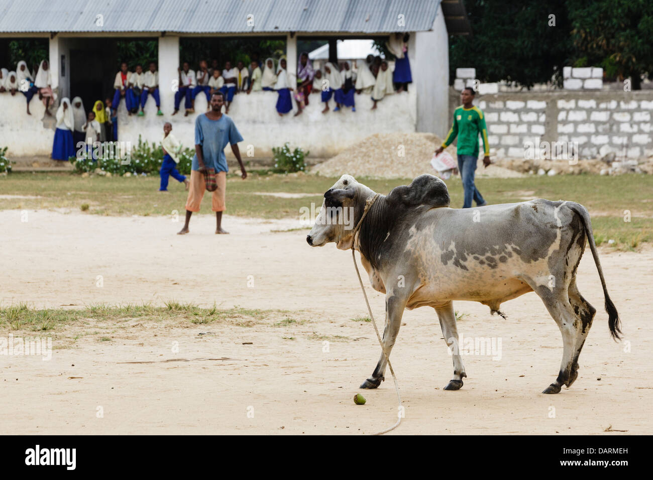 Afrika, Tansania, Sansibar, Pemba Island. Bucklig Bull vor dem Eintritt in traditionellen Stierkampf zurückgehalten. Stockfoto