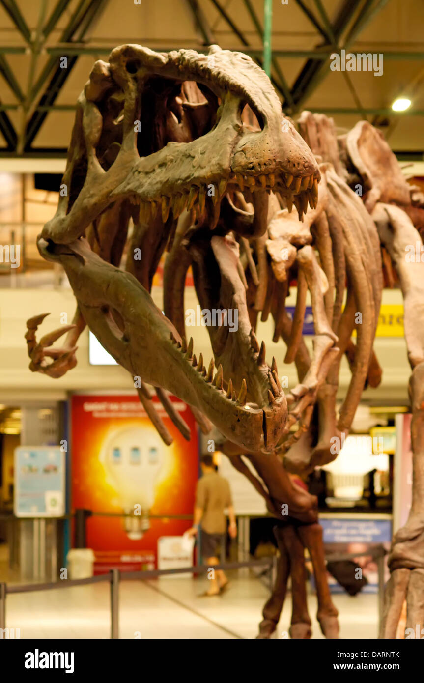 Dinosaurier-Skelett Stockfoto